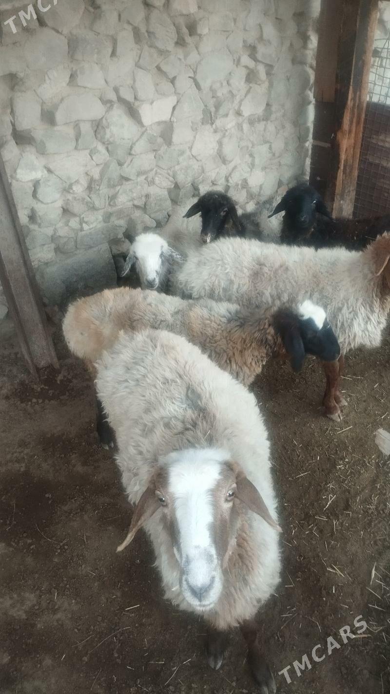 Goyun tokli - Бахарден - img 3