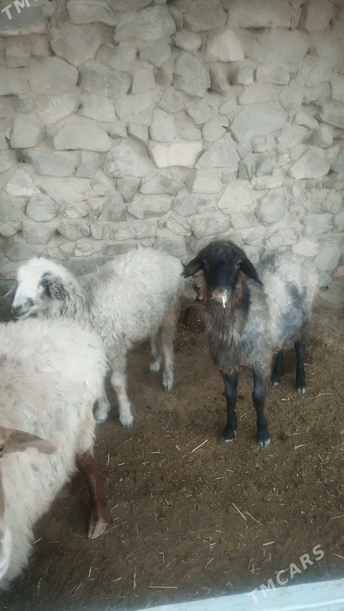 Goyun tokli - Бахарден - img 4