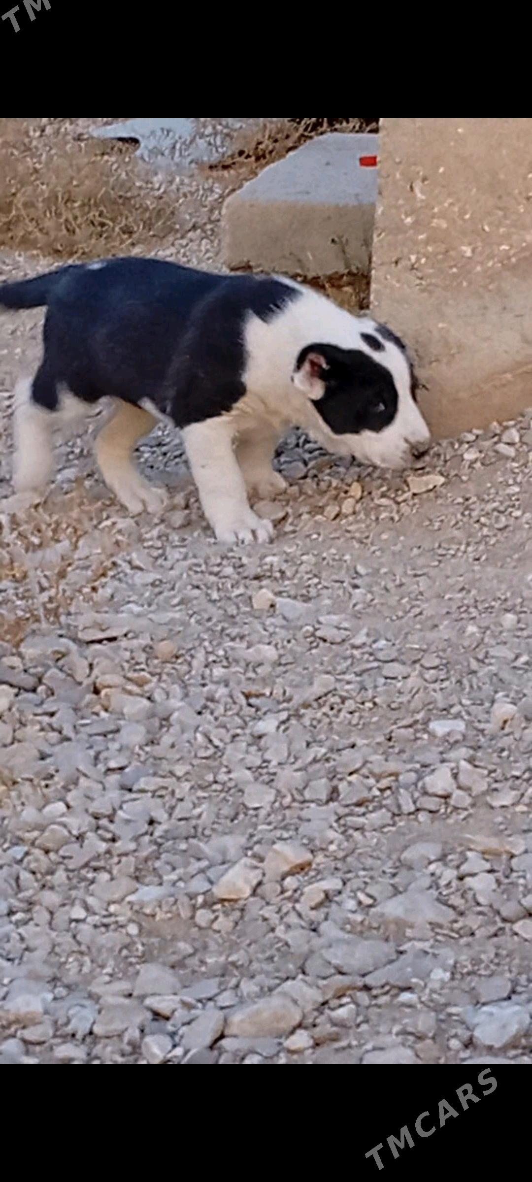 alabay - Балканабат - img 2