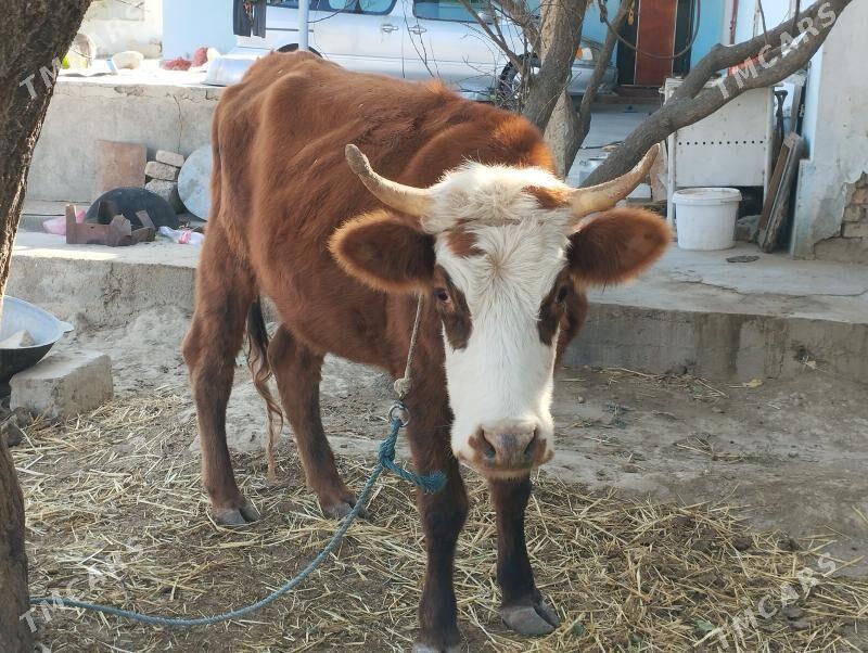 Sygyr - Änew - img 1