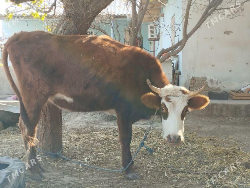 Sygyr - Анев - img 2