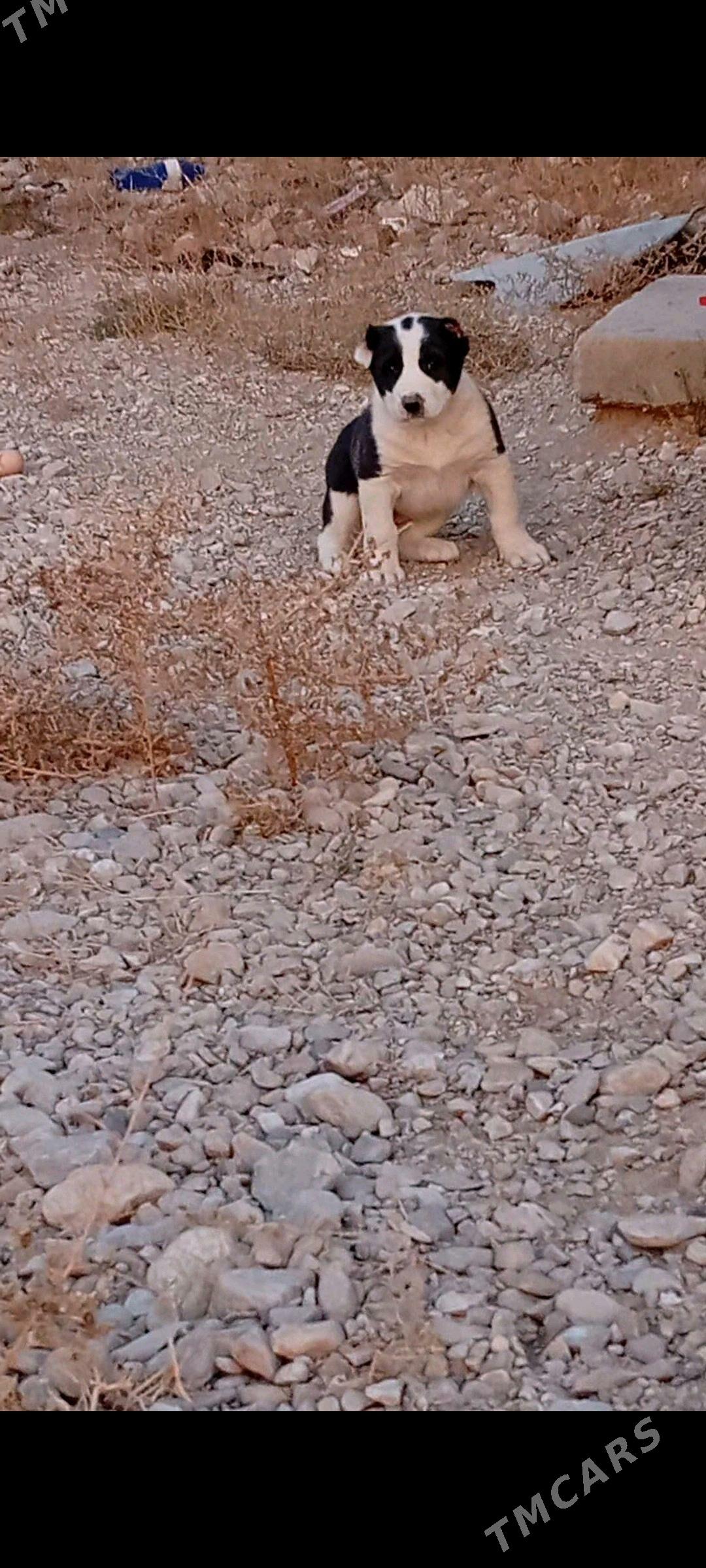 alabay - Балканабат - img 3