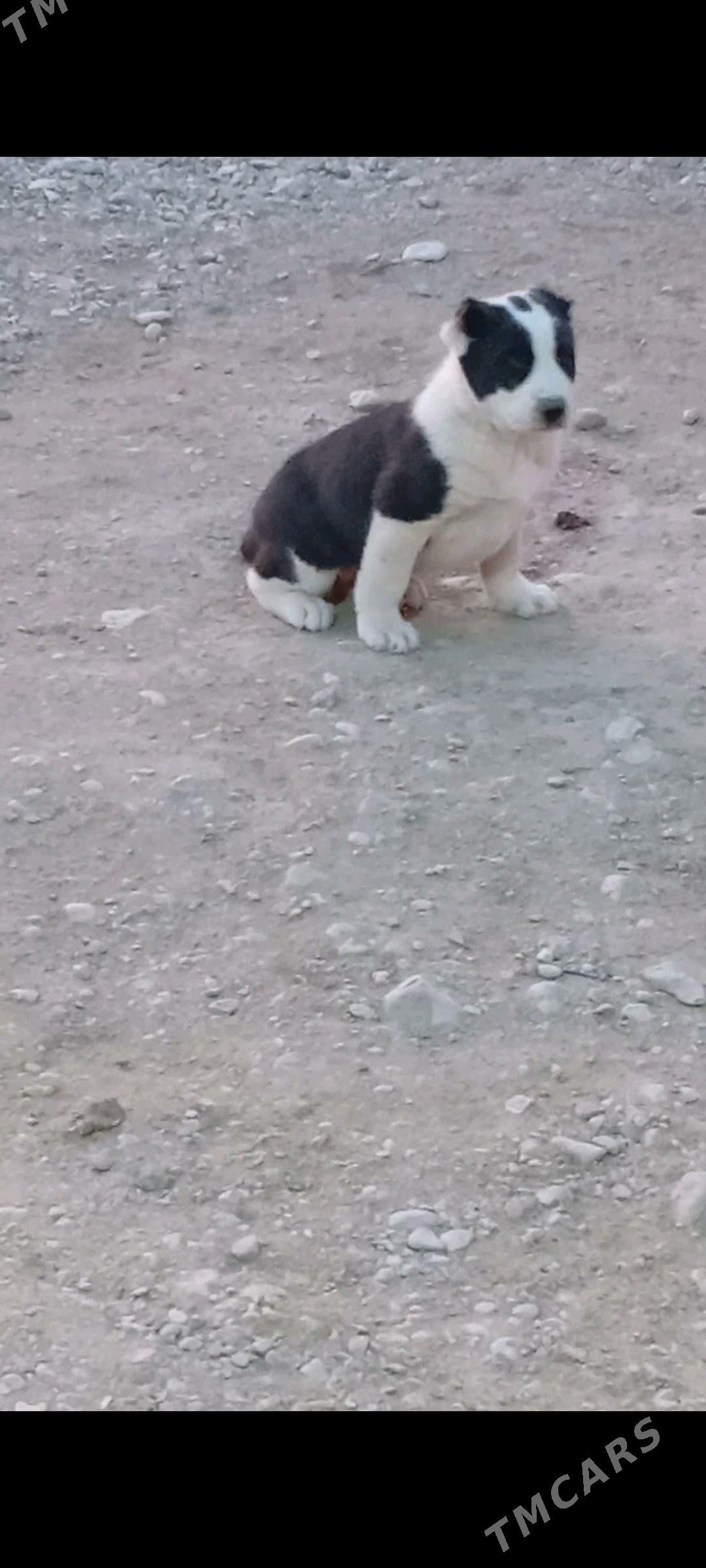 alabay - Балканабат - img 5