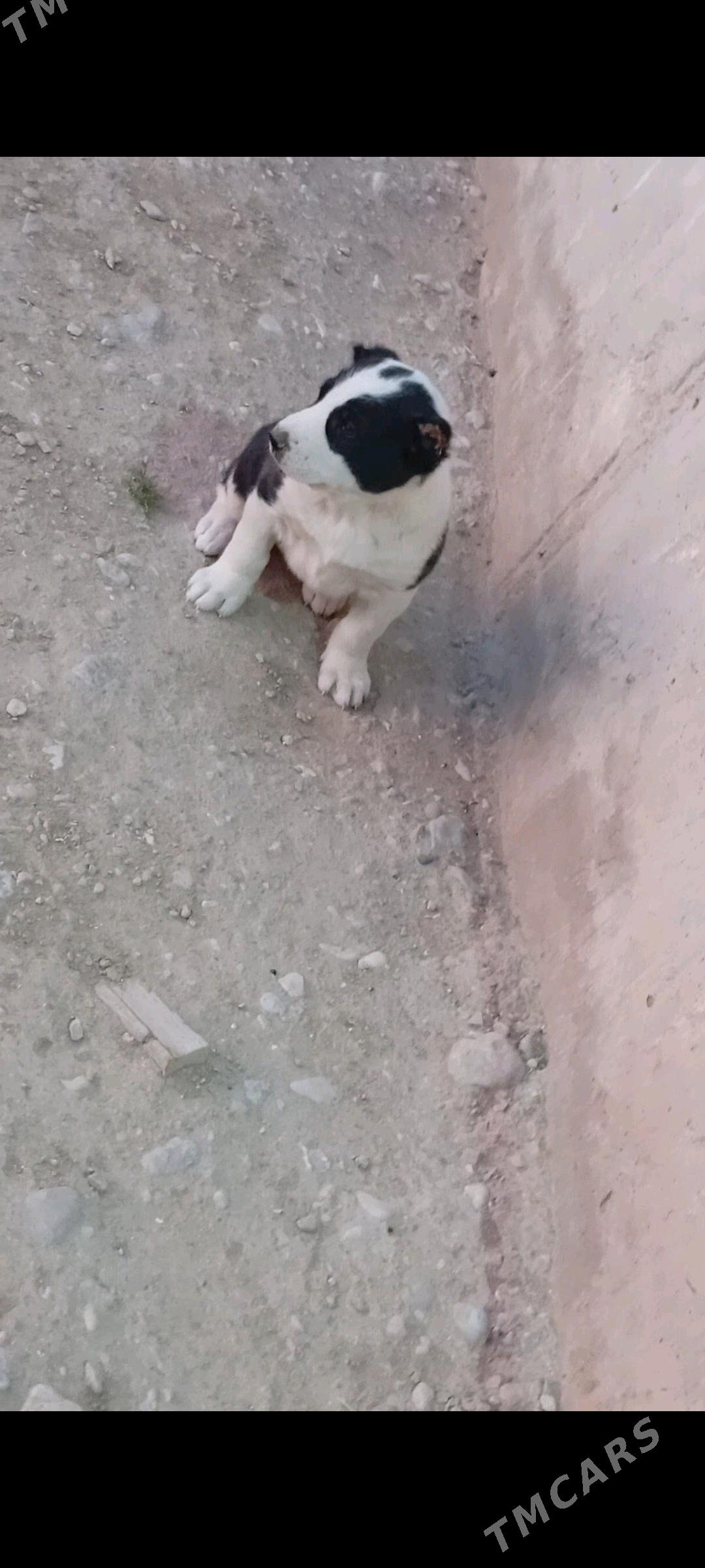 alabay - Балканабат - img 4