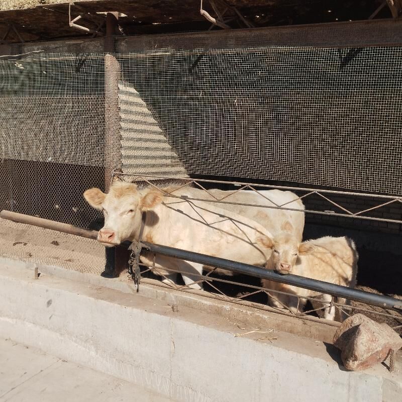 awusdyrlaski - Saýat - img 4