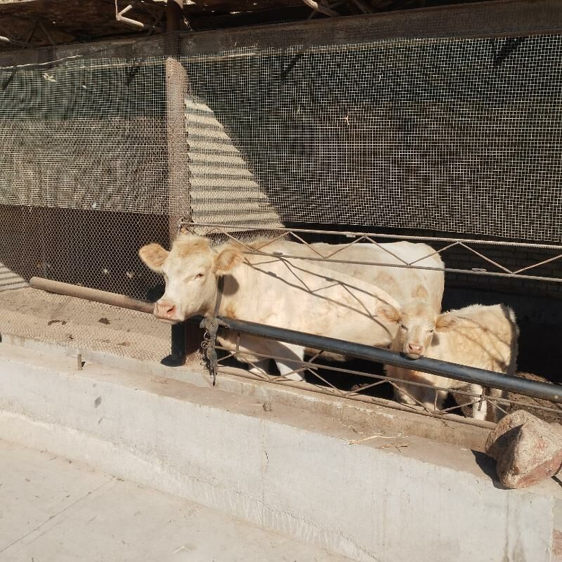 awusdyrlaski - Saýat - img 5