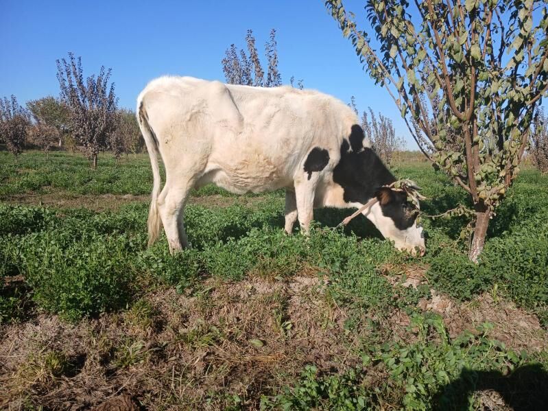 yetik bogaz - Фарап - img 4