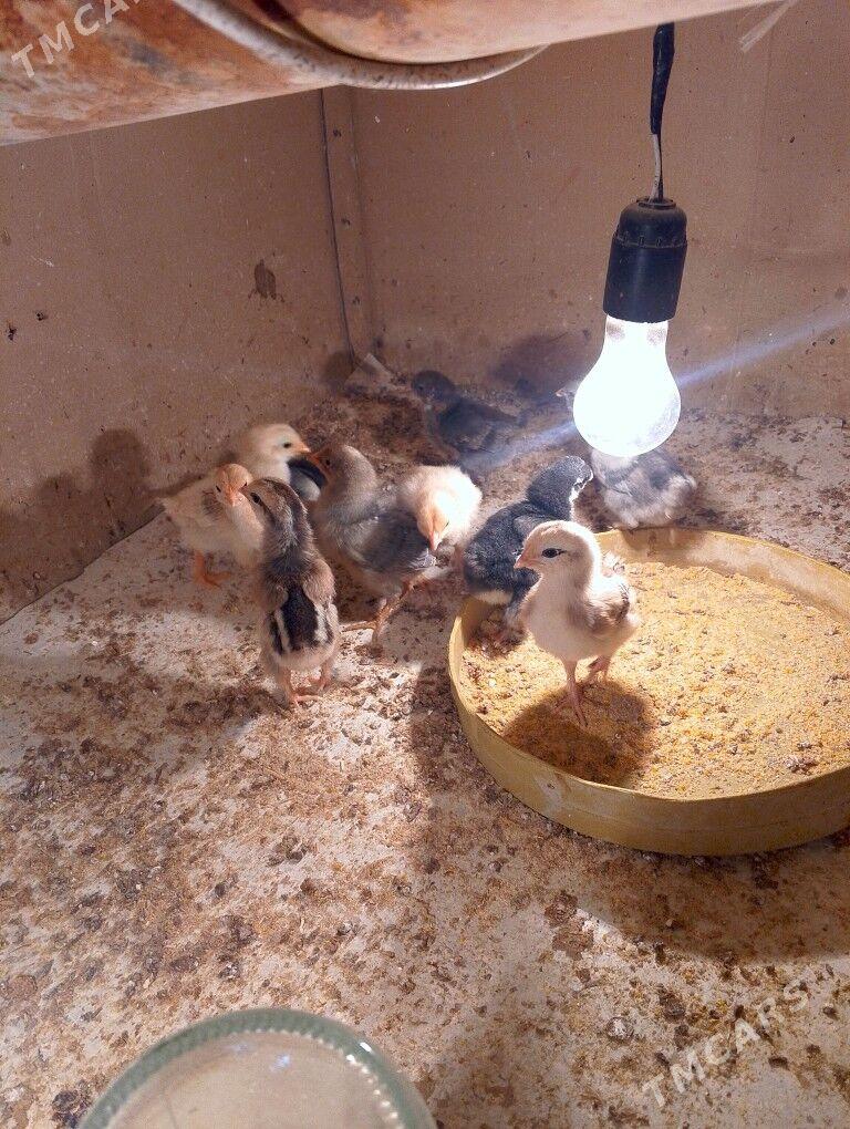 jüjeler - Gumdag - img 2