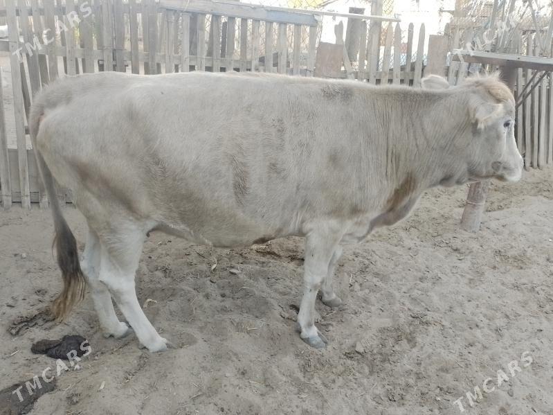 Sygyr 17000 - Джебел - img 3