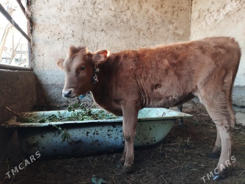 iki Tüwe - Änew - img 3