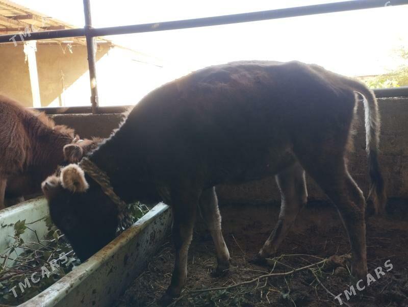 iki Tüwe - Änew - img 2