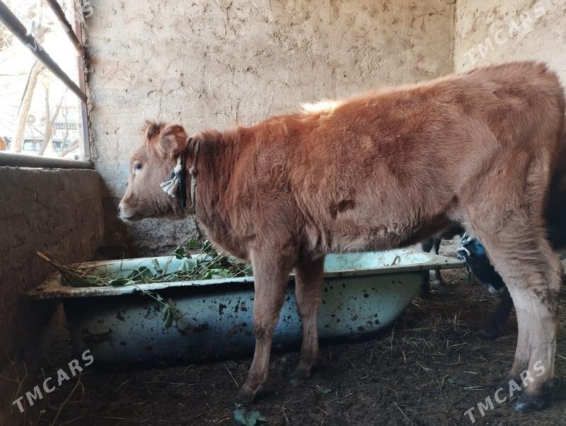 iki Tüwe - Änew - img 4