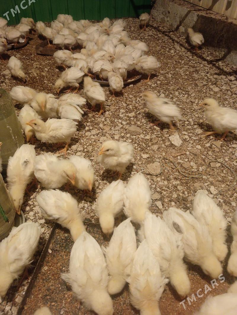 juje - Aşgabat - img 3