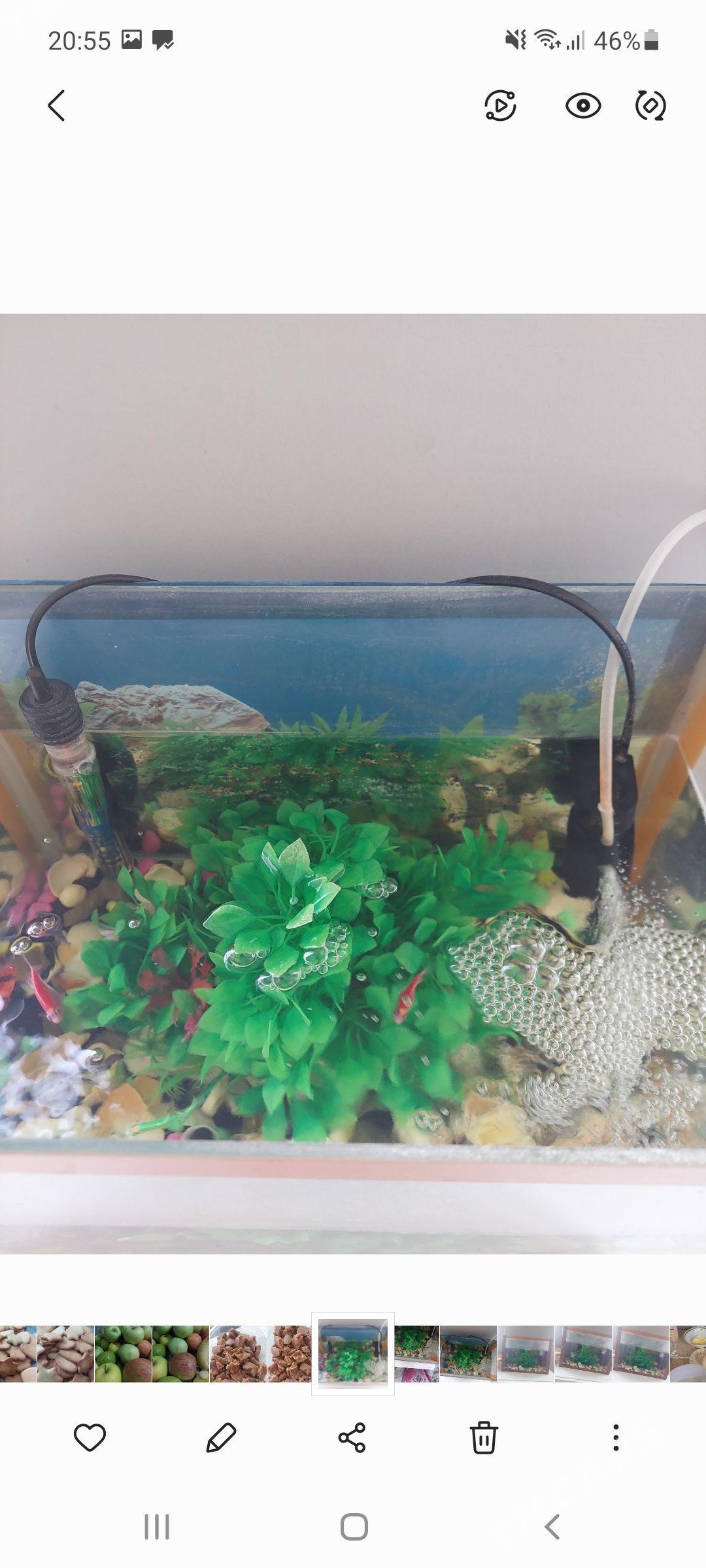 balyklar akwarum - Aşgabat - img 1