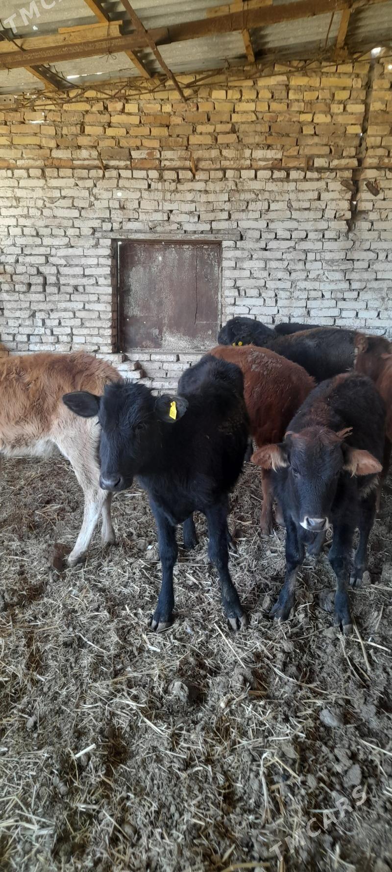 unajun - Türkmenabat - img 2