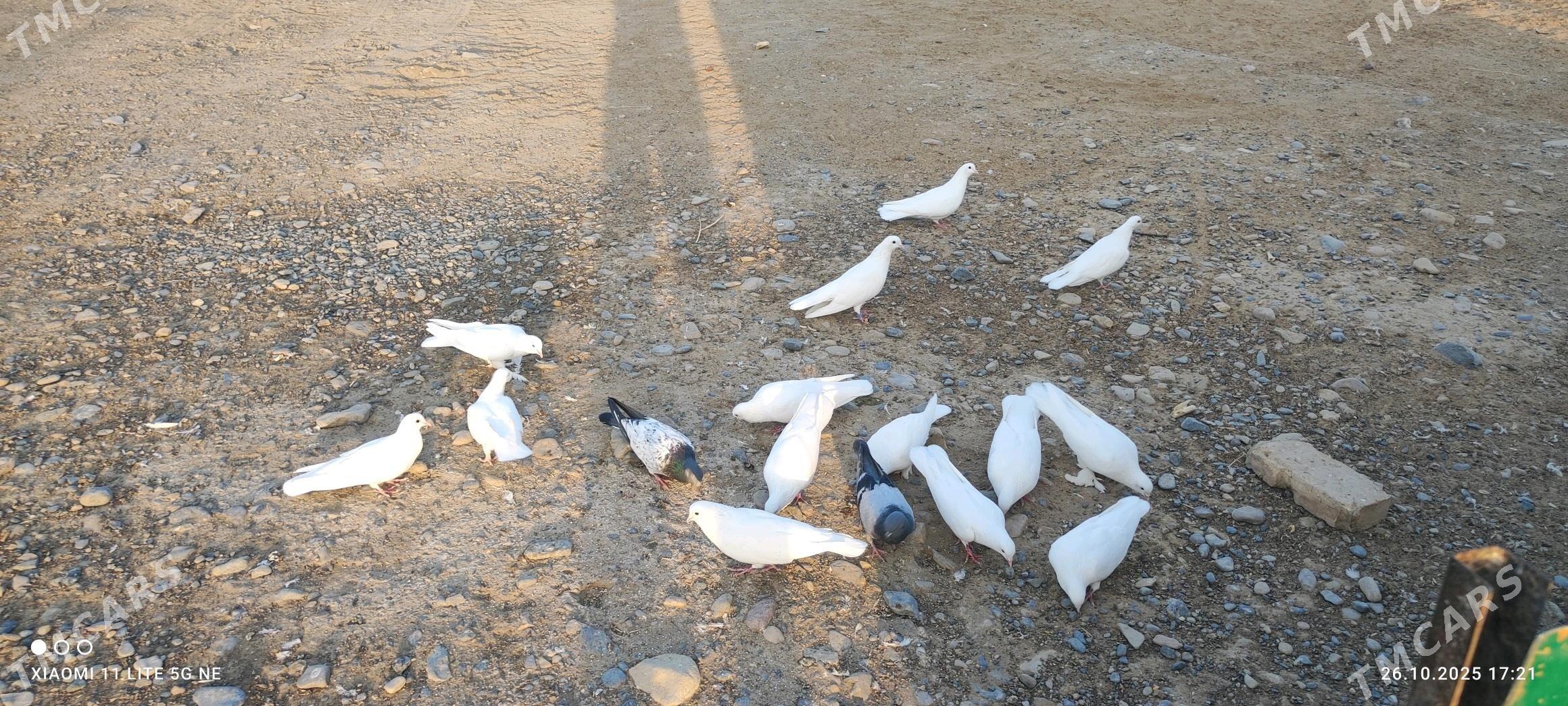 Kepderi - Мары - img 4