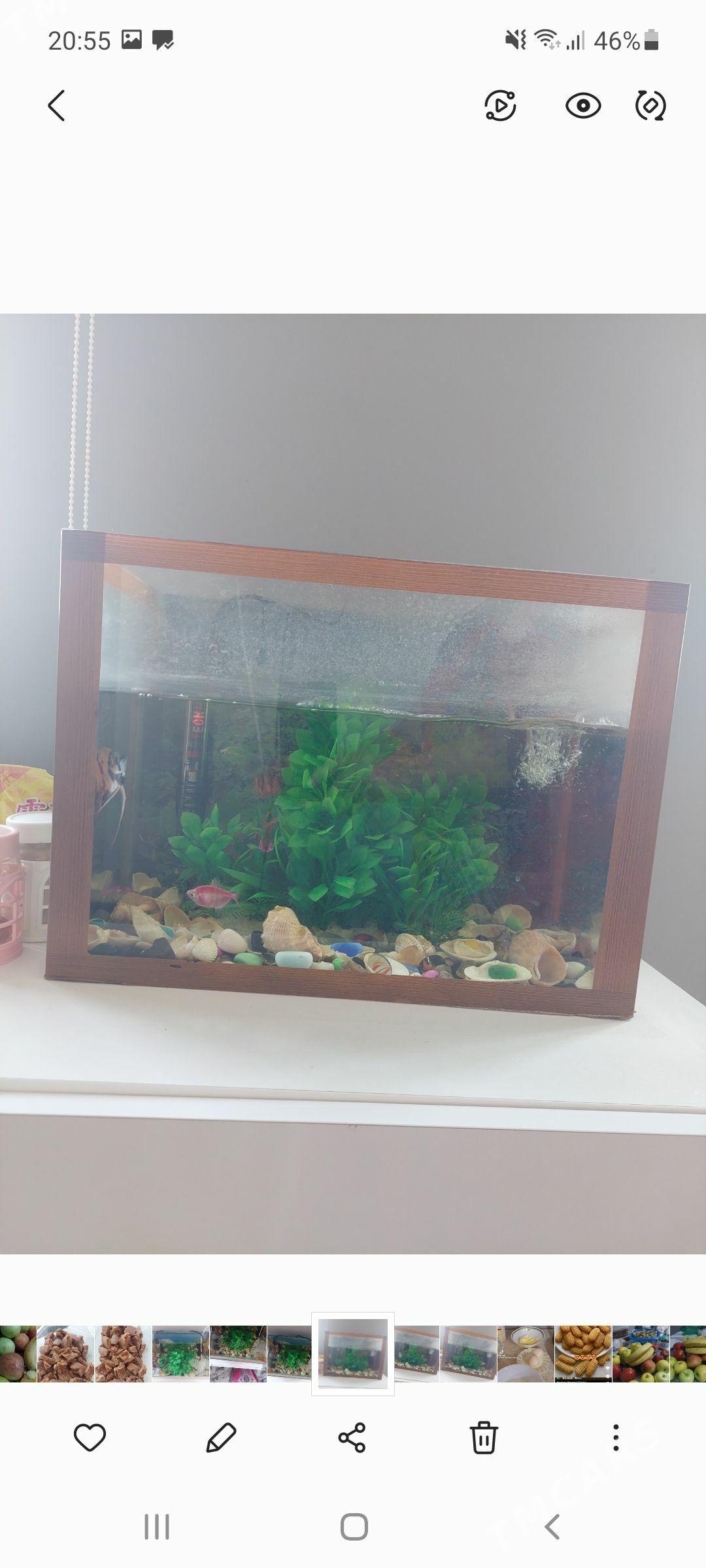 balyklar akwarum - Aşgabat - img 2