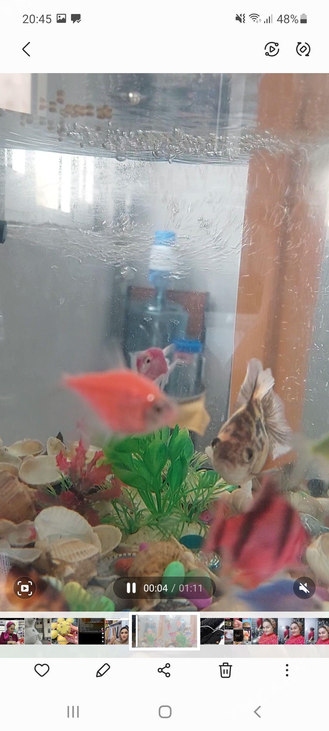 balyklar akwarum - Aşgabat - img 4