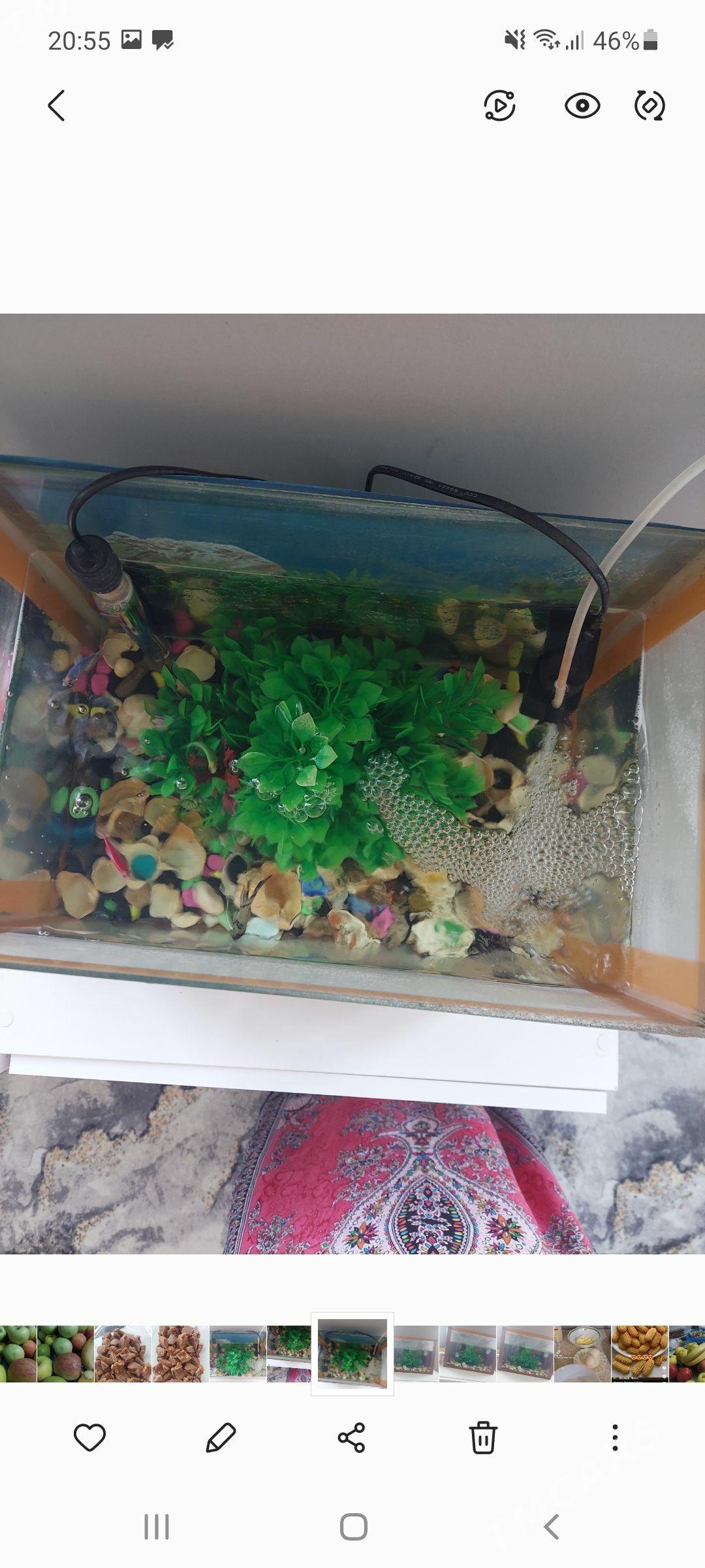 balyklar akwarum - Aşgabat - img 3