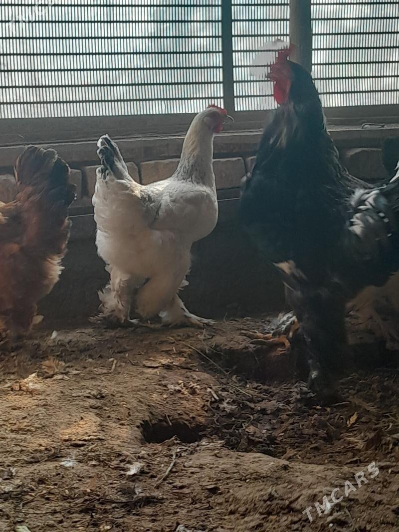 brama yumurtga - Şabat etr. - img 2