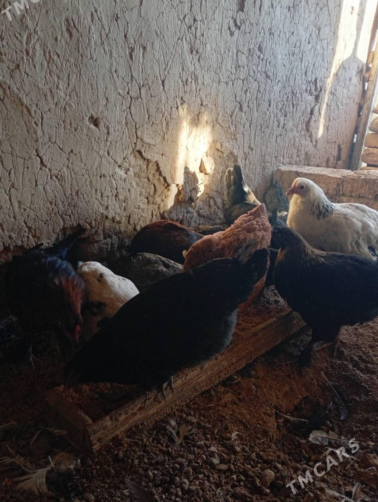 towuklar - Мургап - img 5