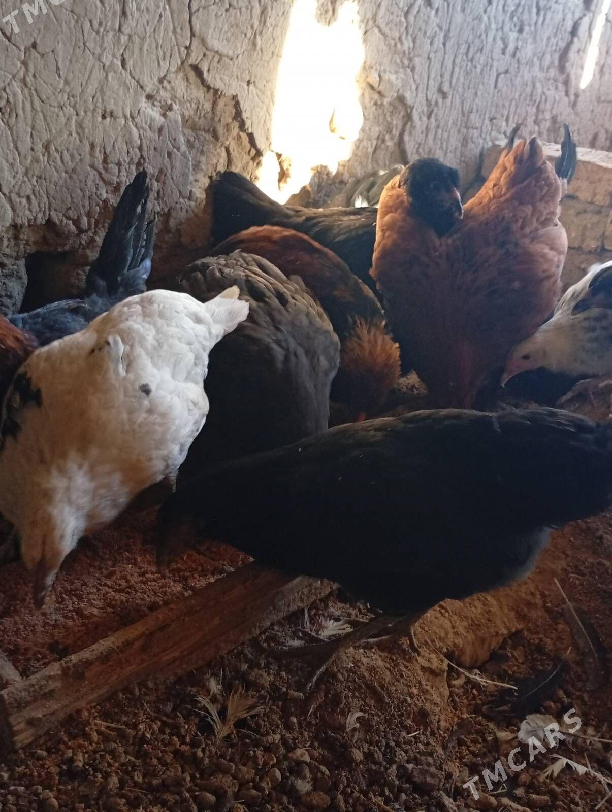 towuklar - Мургап - img 2