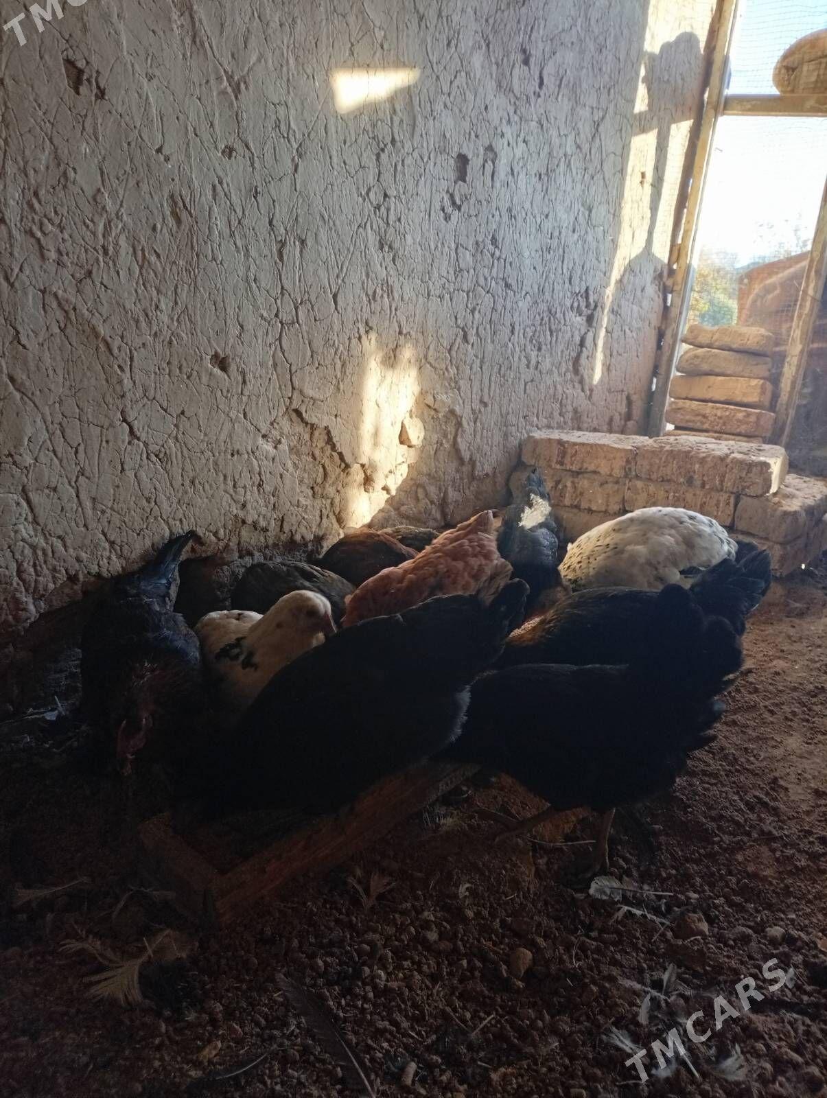 towuklar - Мургап - img 4