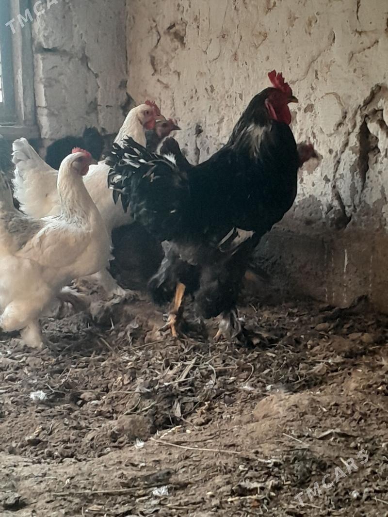 brama yumurtga - Şabat etr. - img 1