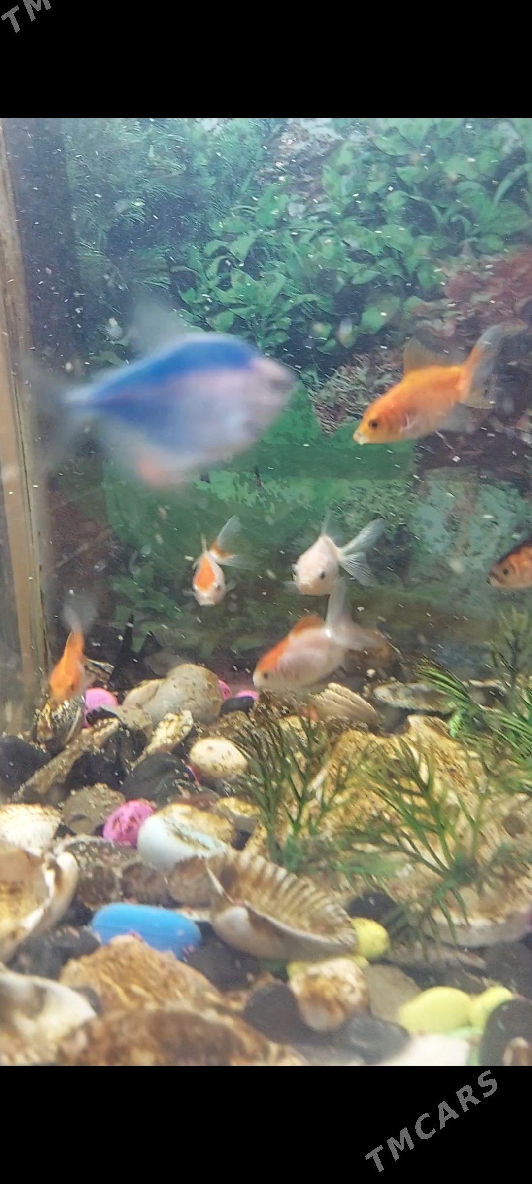 balyklar akwarum - Aşgabat - img 5