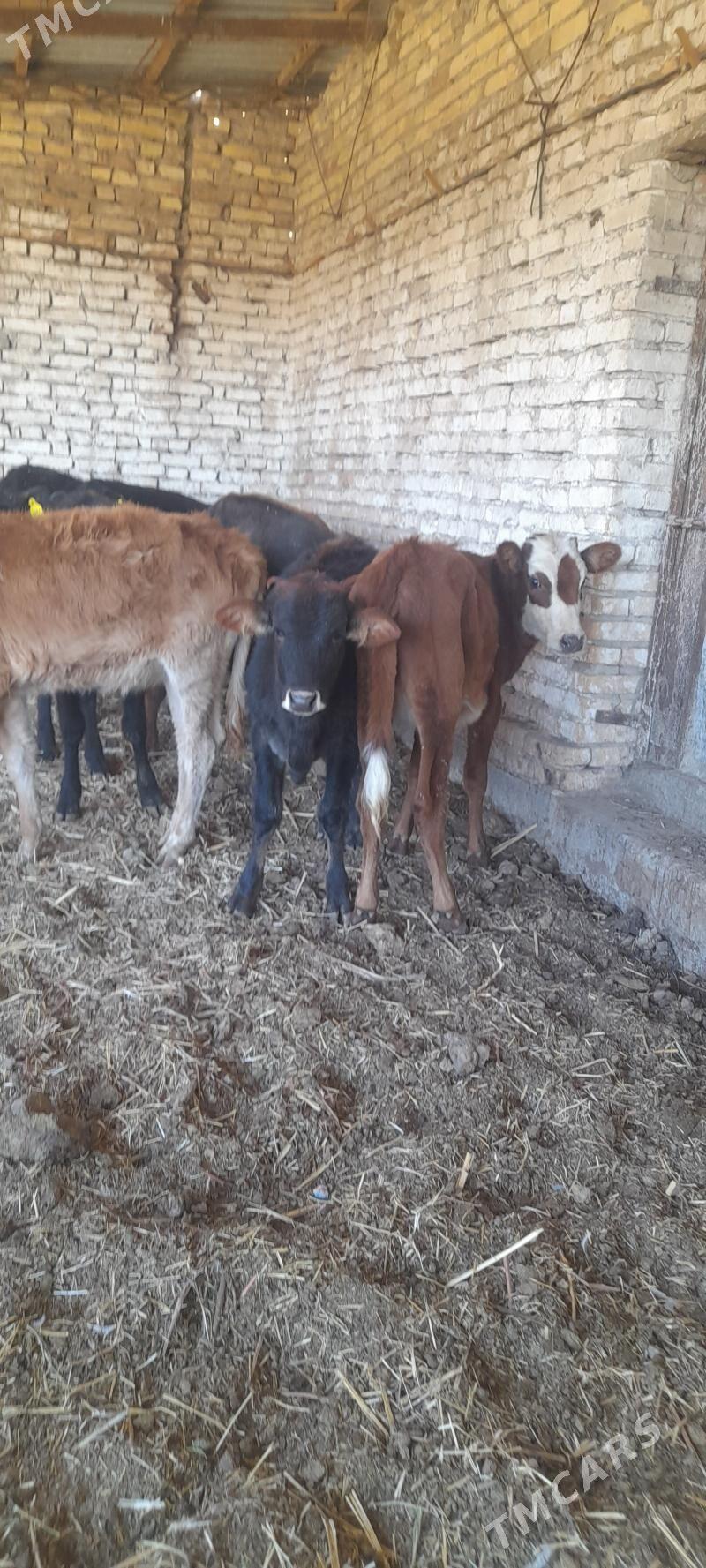 unajun - Türkmenabat - img 3