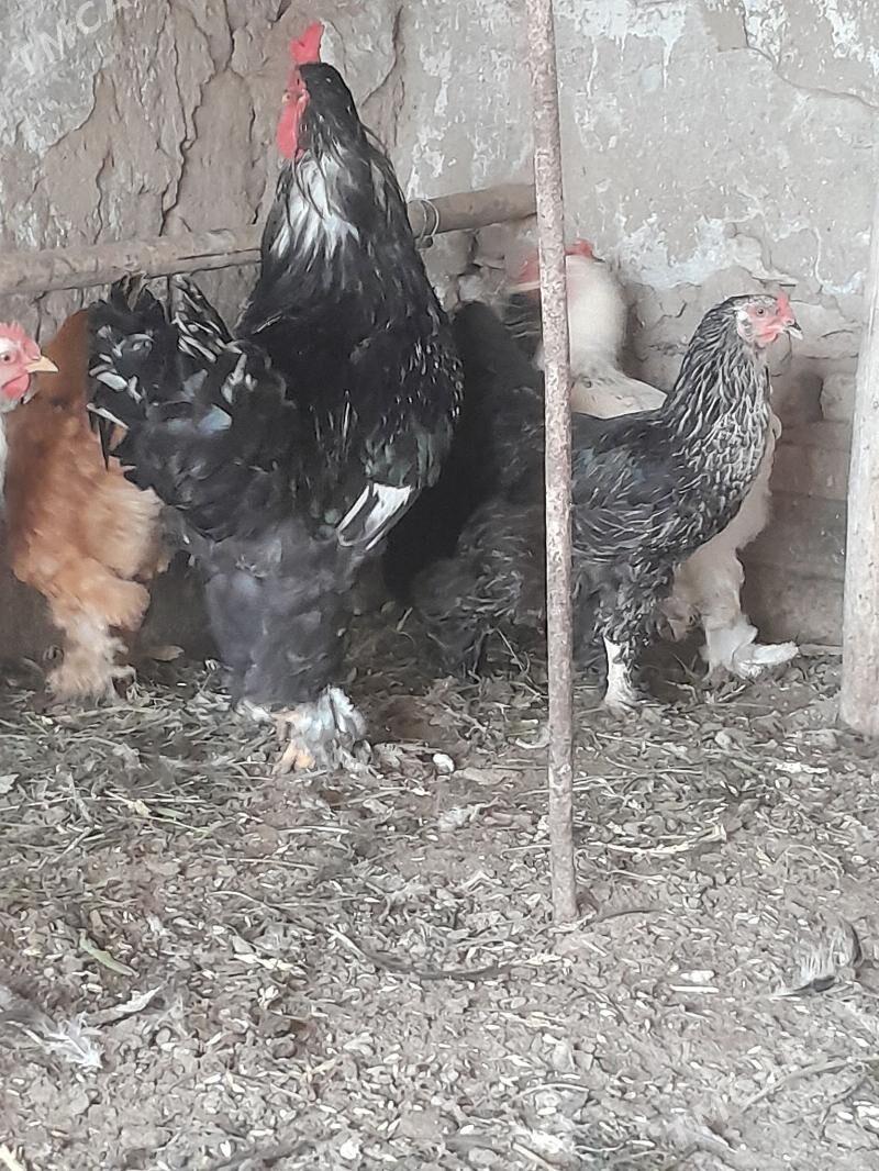 brama yumurtga - Şabat etr. - img 4