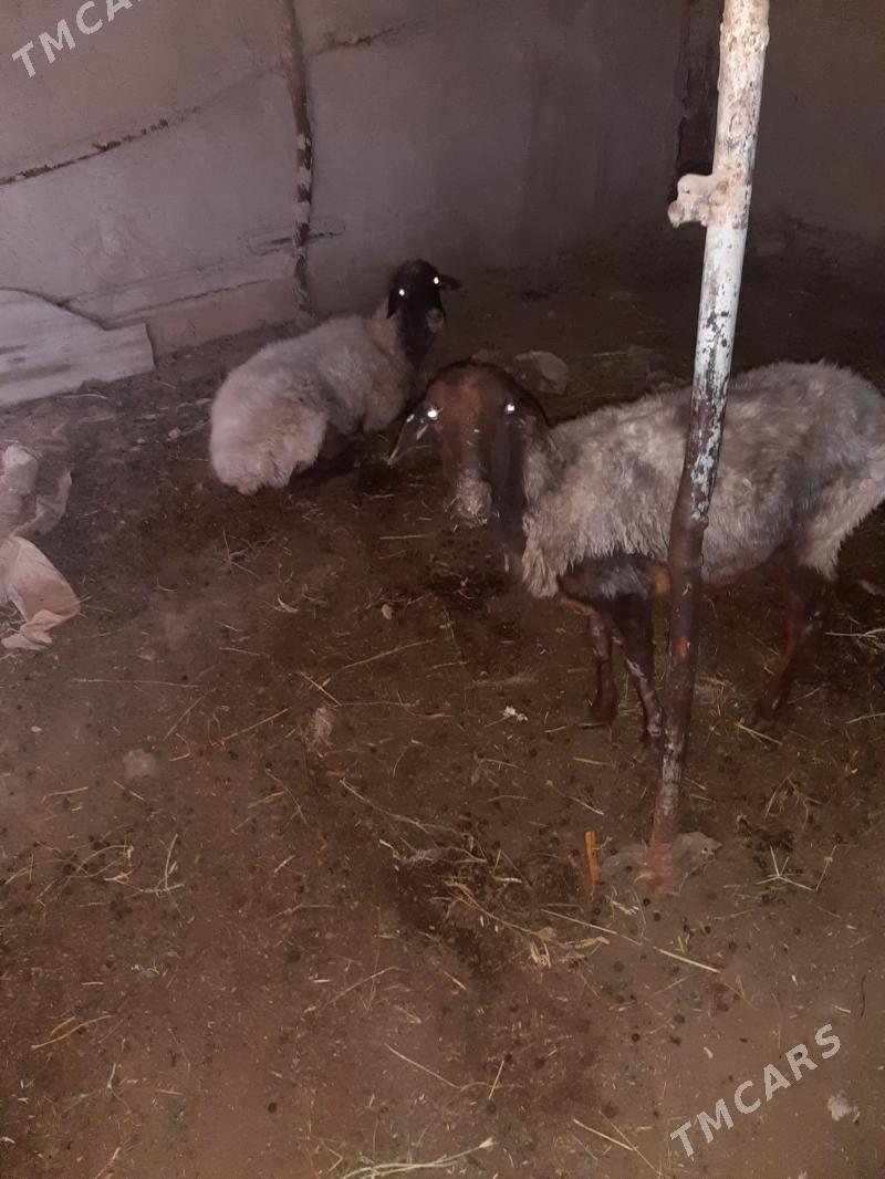 goyunlar - Ýolöten - img 1