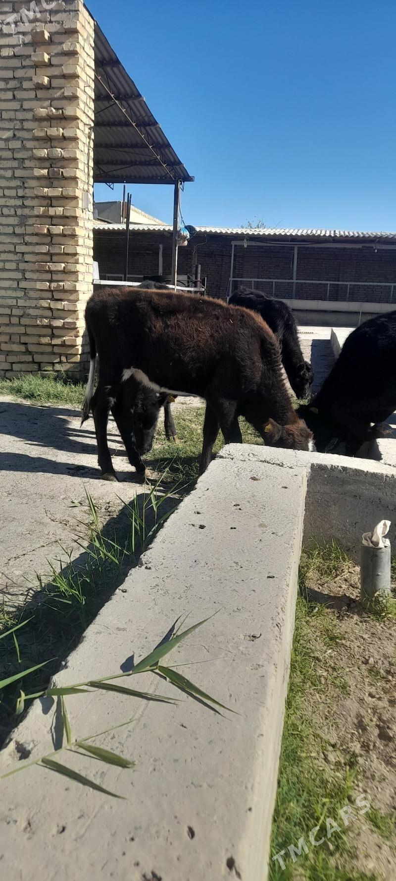 unajun - Türkmenabat - img 4