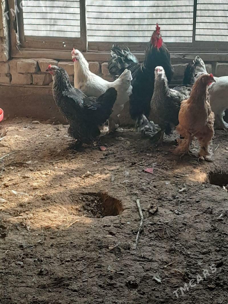 brama yumurtga - Şabat etr. - img 3