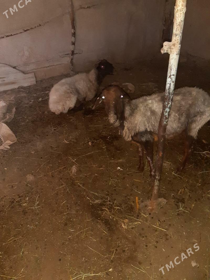 goyunlar - Ýolöten - img 2