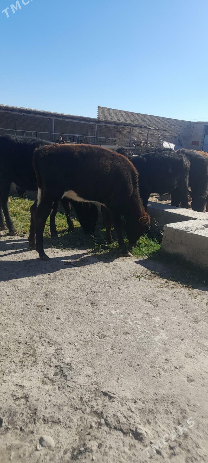 unajun - Türkmenabat - img 5