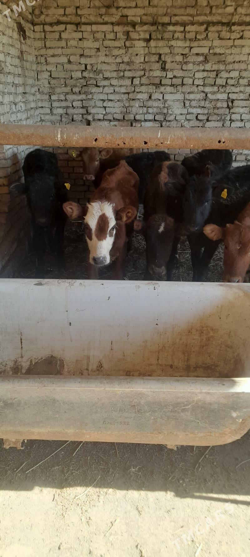 unajun - Türkmenabat - img 6