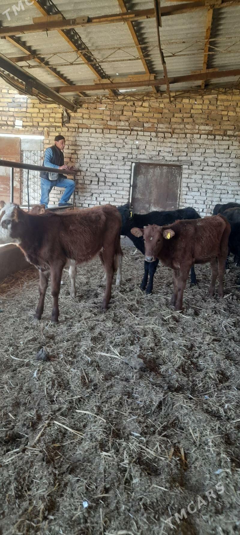 unajun - Türkmenabat - img 7