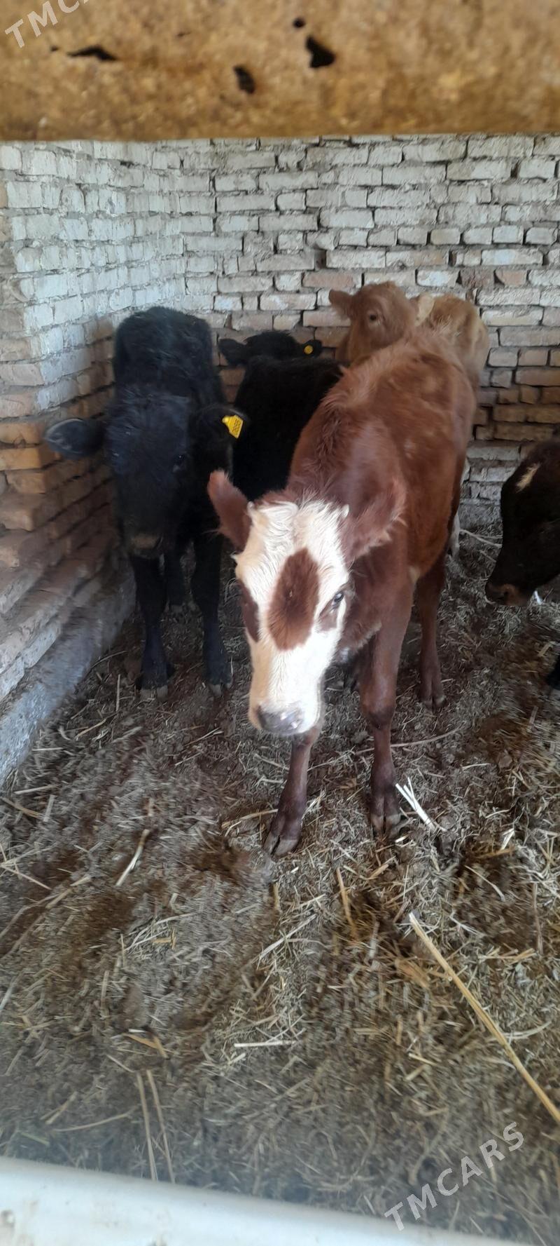 unajun - Türkmenabat - img 8