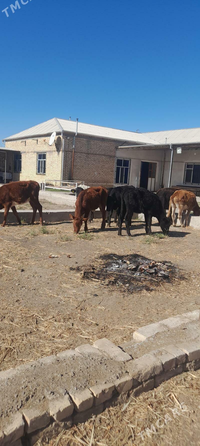 unajun - Türkmenabat - img 9