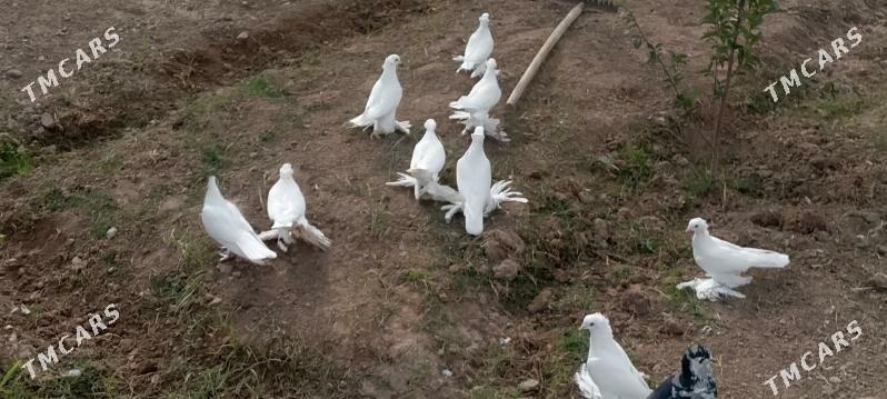 kepderi - Чоганлы - img 5