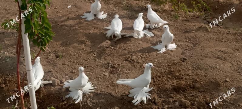 kepderi - Чоганлы - img 4