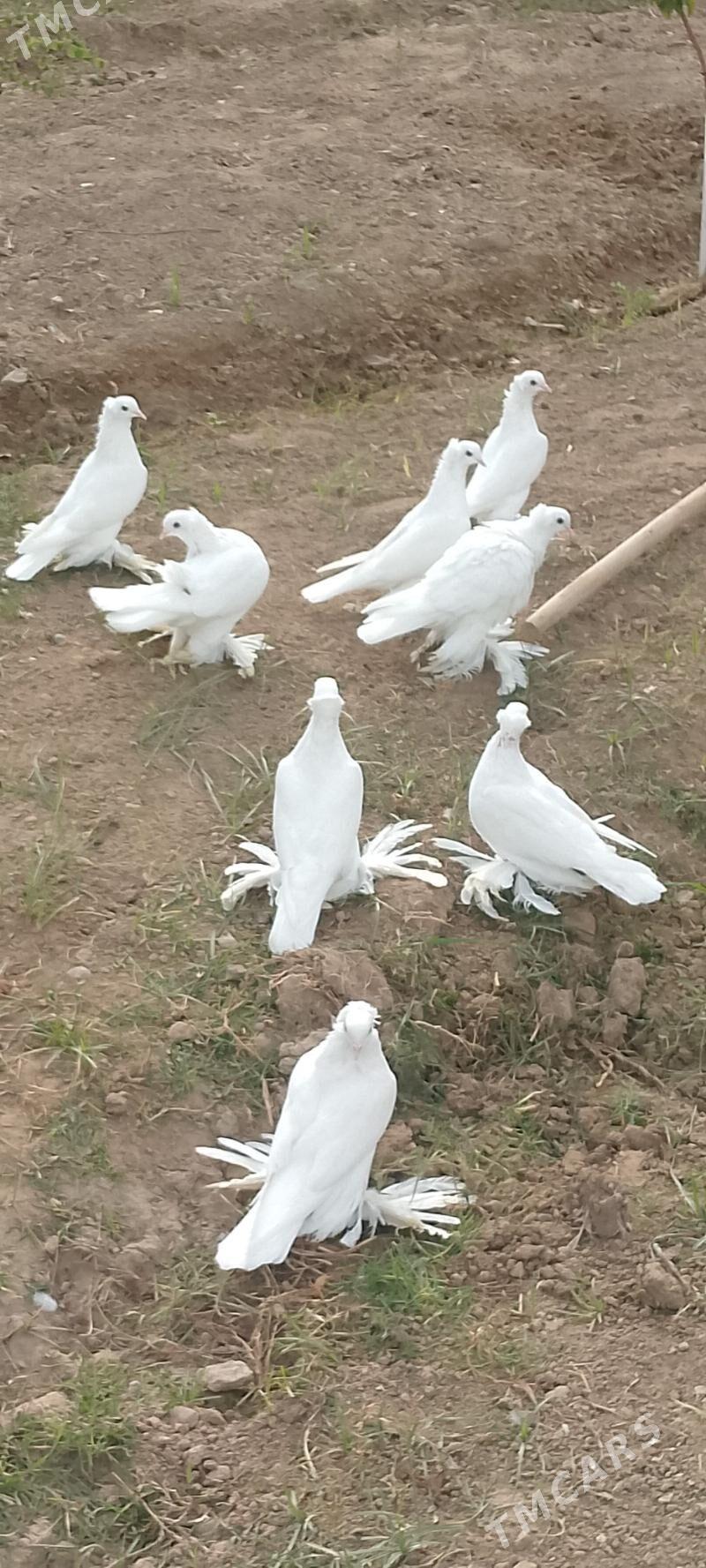 kepderi - Чоганлы - img 2