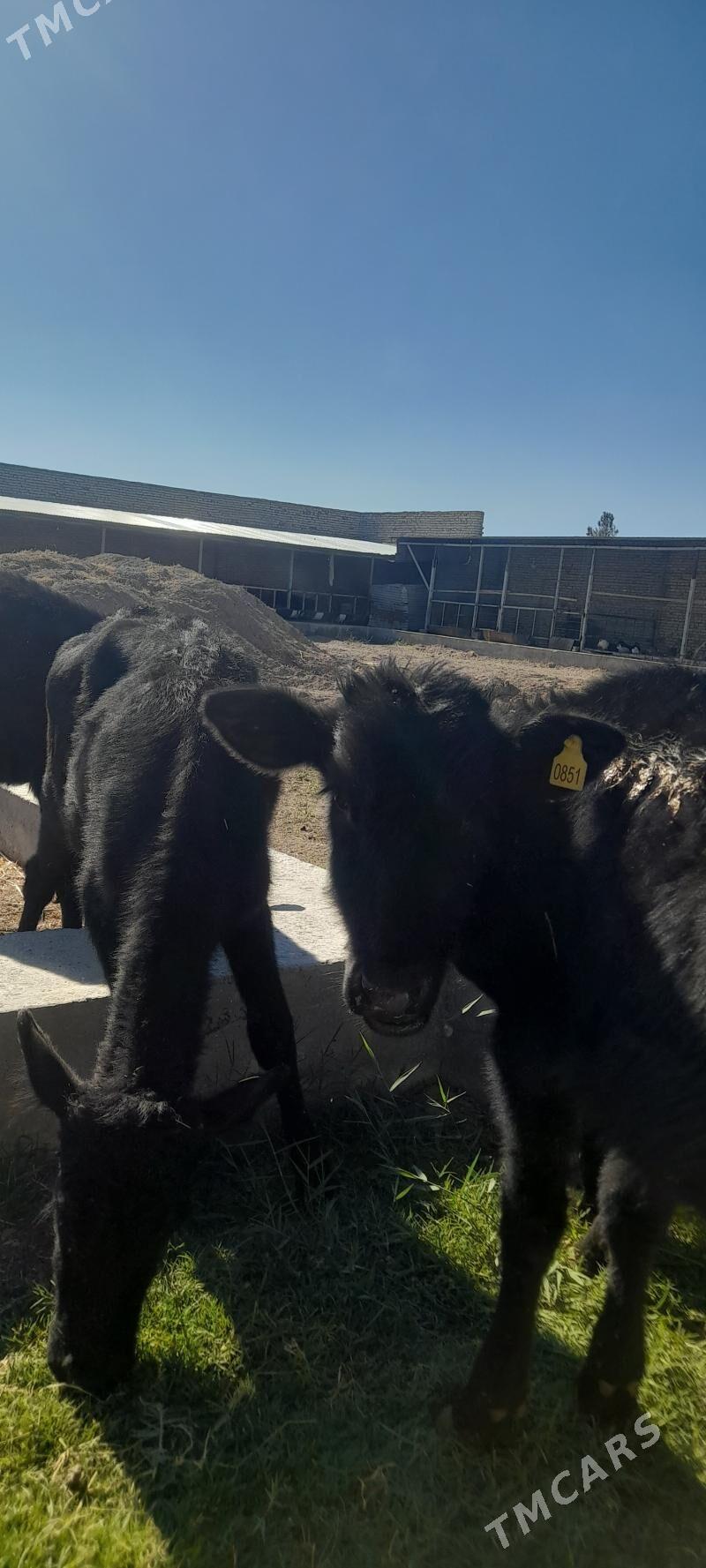 unajun - Türkmenabat - img 10