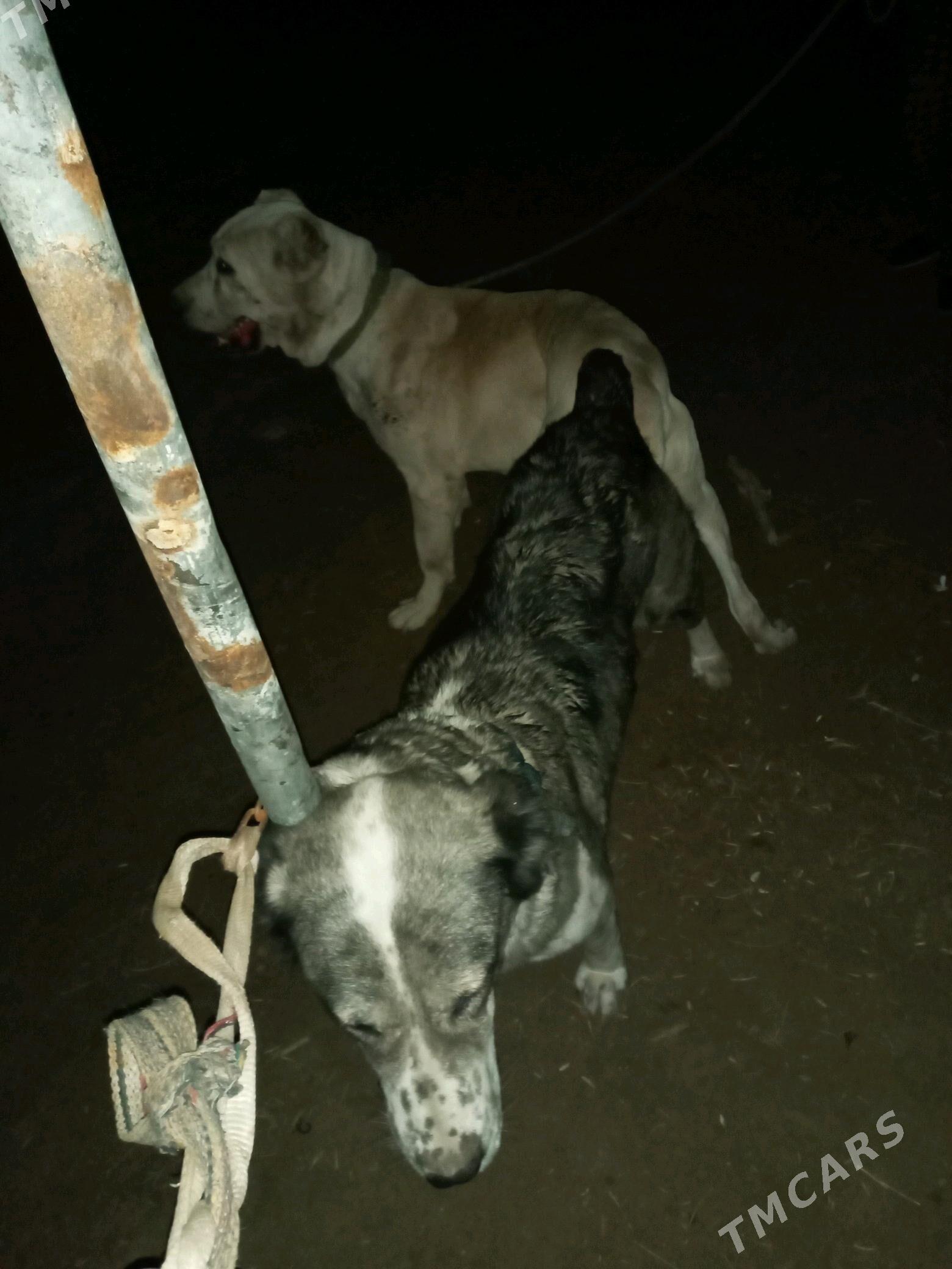 Bürgüt - Мары - img 2