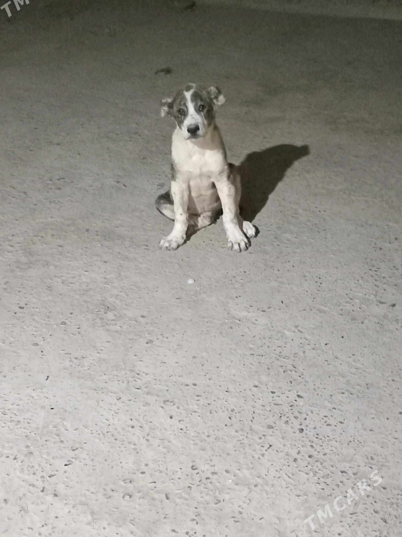 Bürgüt - Мары - img 3