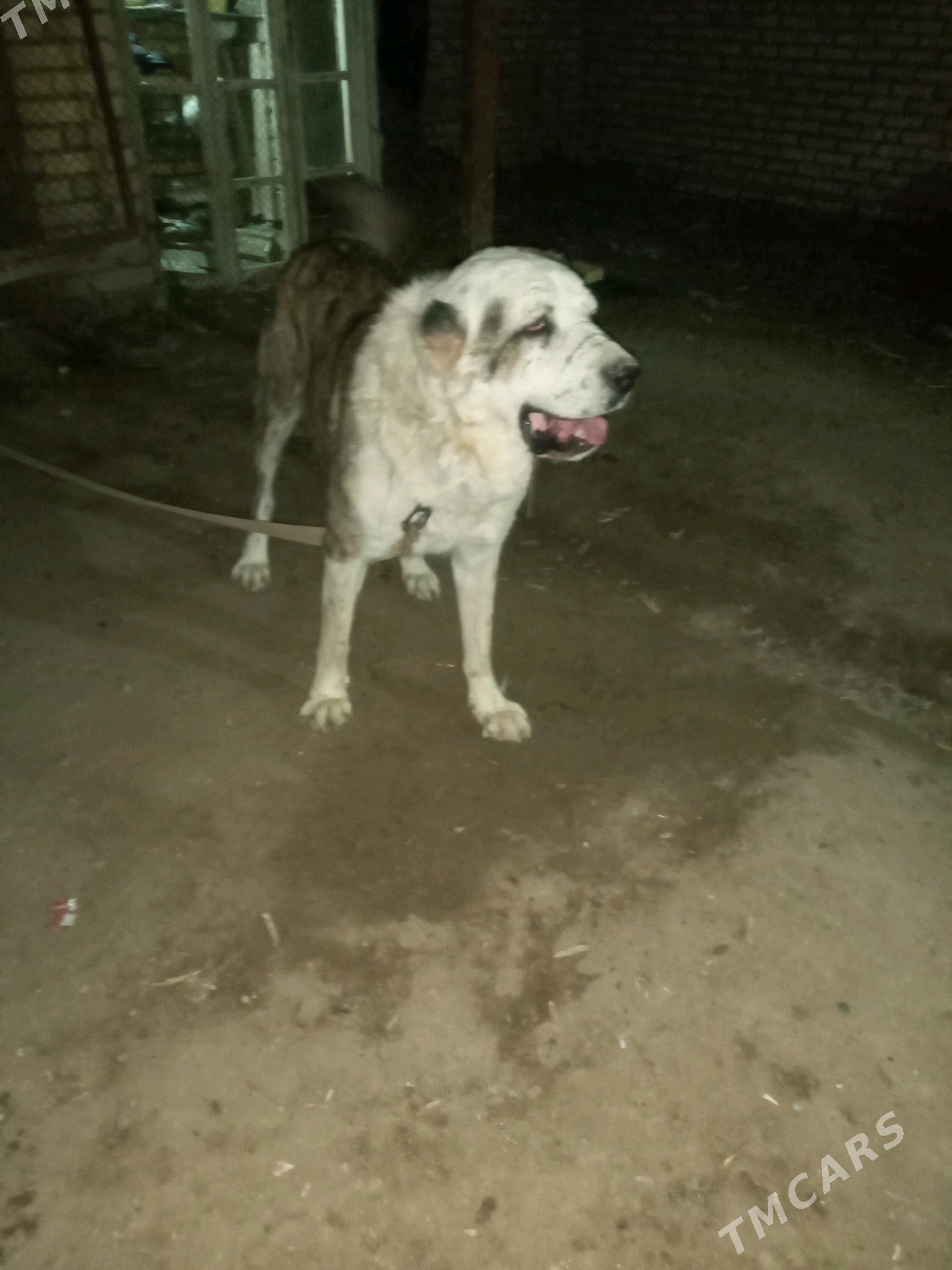 Bürgüt - Мары - img 4