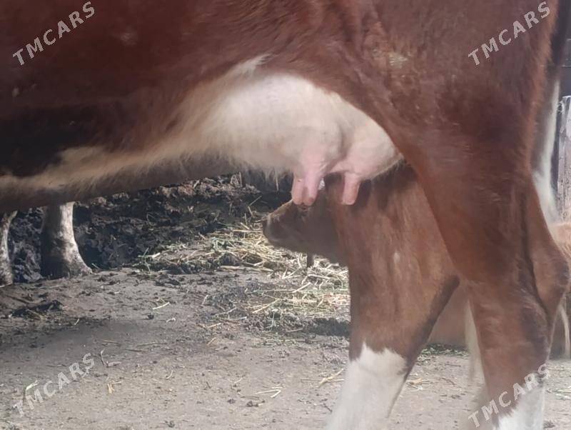 Саглык - Türkmenabat - img 1