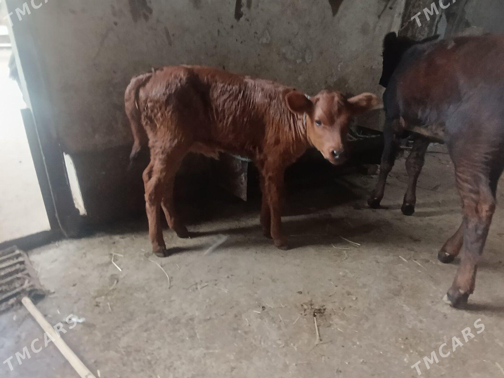 Саглык - Туркменабат - img 5