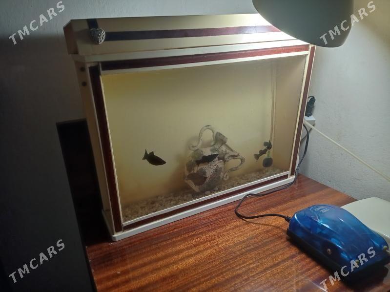 аквариум - Aşgabat - img 2